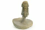 Flying Crotalocephalina Trilobite - Exposed Hypostome #359239-2